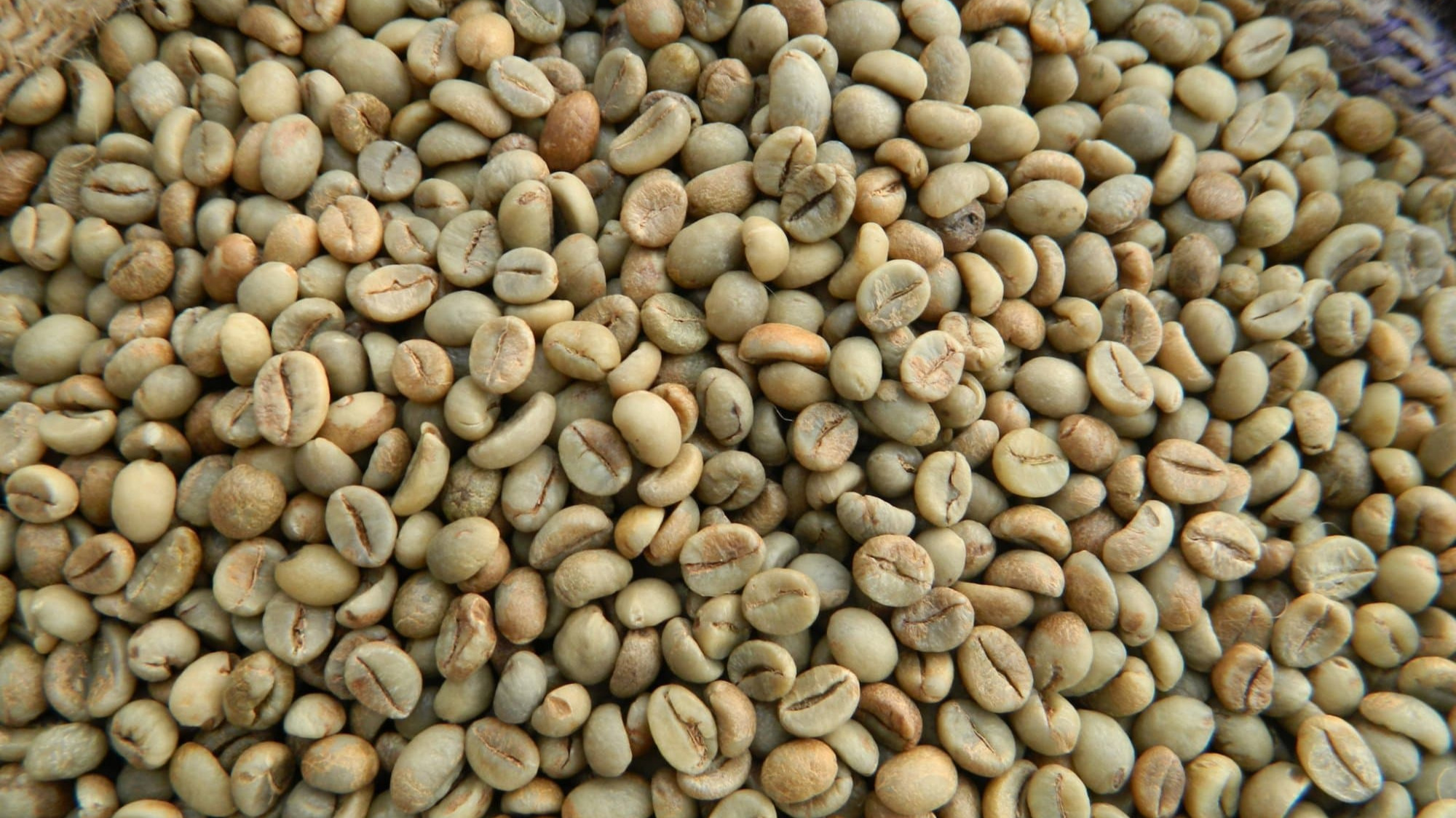 639208255926500165_vietnam green coffee beans 3.jpg